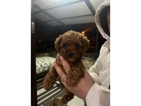 Poodle sevgililer gününe özel kampanya