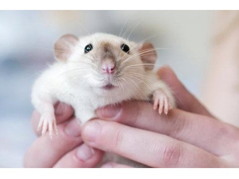 Dumbo rat yavruları (yeni doğdular)