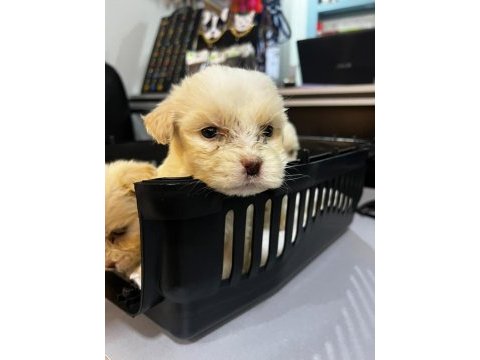 Sıfır numara terrier köpeği yavrularımız