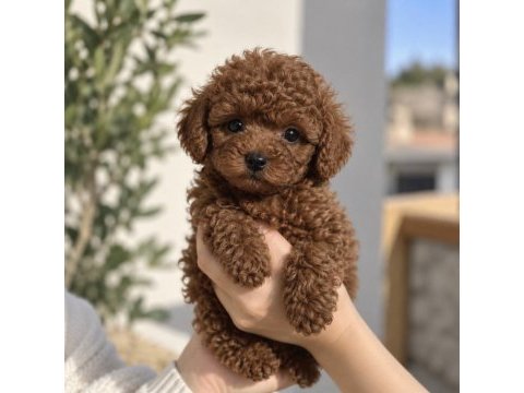 Minik ve sevimli toy poodle yavrularımız