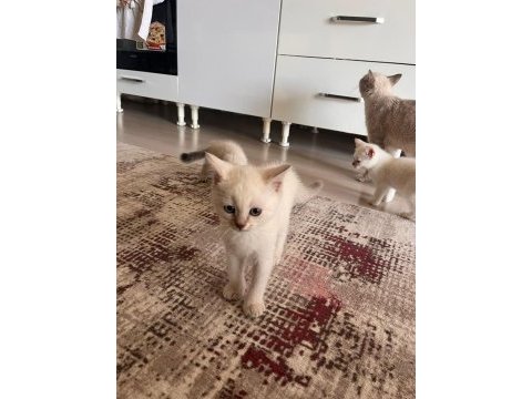 Son iki yavru kedimiz 4 puan
