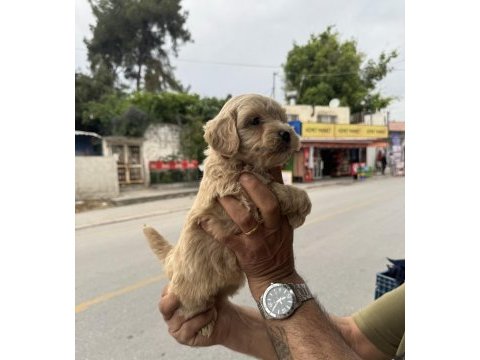 Kg garantili dişi üst kalite maltipoo yavrumuz