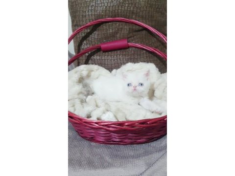 Exotic shorthair kızlar