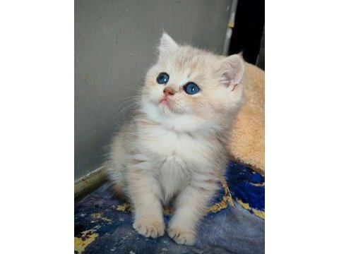 Safkan british shorthair erkek