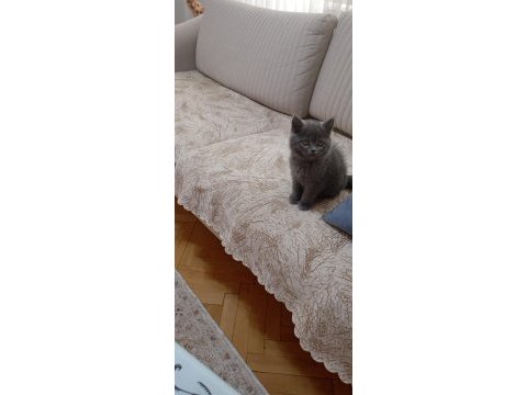 British shorthair yavrularıma kalıcı yuva arıyorum