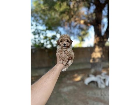 Sağlık ve ırk garantili maltipoo yavrularımız