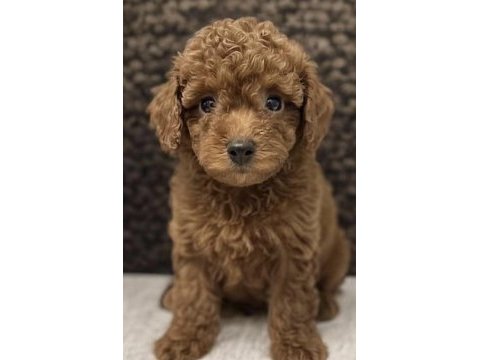 Toy poodle yavrumuz