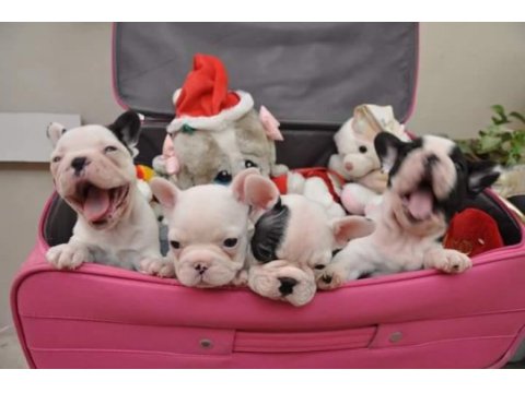French bulldog yavruları