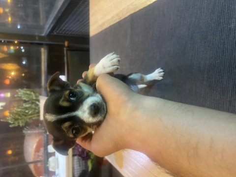 2 aylık chihuahua dişi yavru