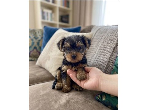 Teacup yorkshire terrier bebeklerimiz