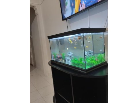 Komple verilecek akvaryum isteyen ulaşsın