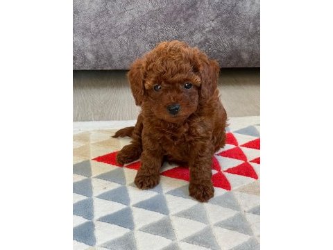 Karşılıksız sahiplendirme poodle köpeğimiz