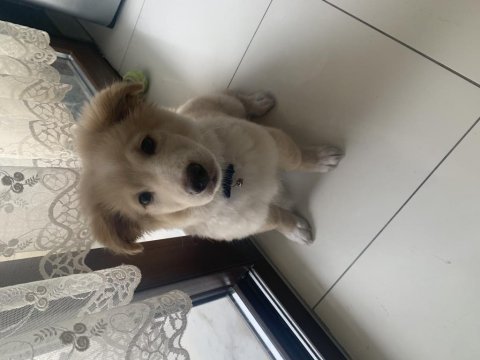 Ücretsiz sahiplendirme köpeğimiz