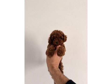 Korea toy poodle gerçek orjinal yavrular