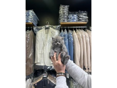 British shorthair 2 aylık
