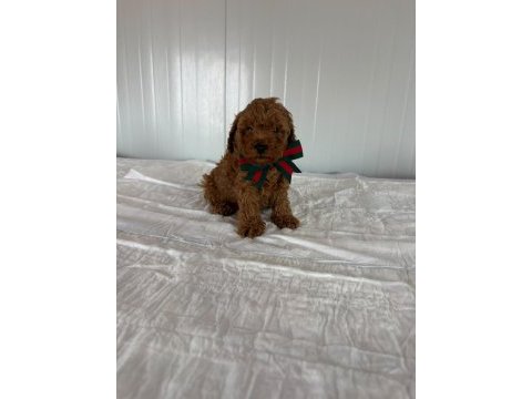 A kalite toy poodle