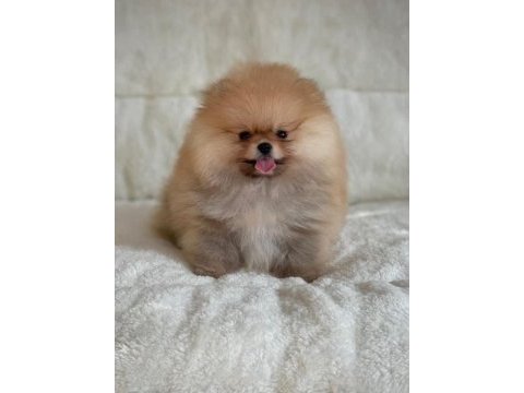 Mükemmel ayıcık surat boo pomeranian