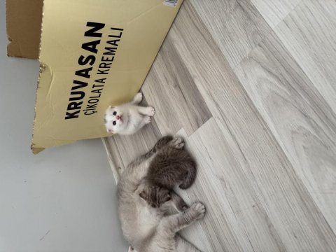 Scottish fold kedilerimiz