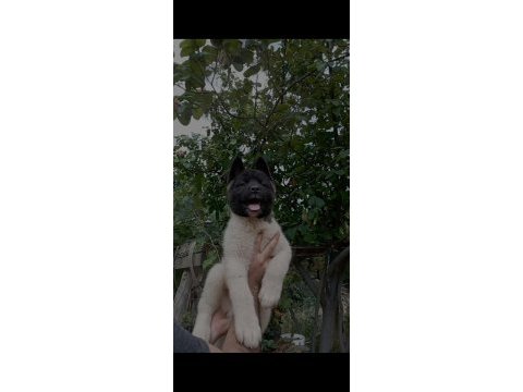 Amerikan akita erkek yavru