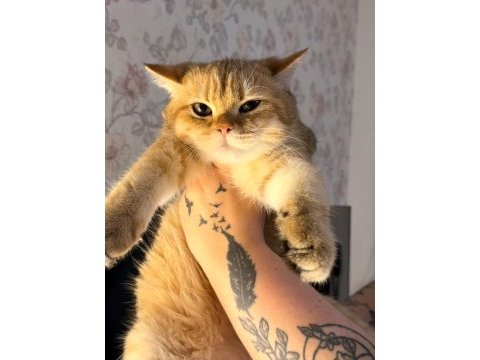 British shorthair erkek golden ny24 4 aylık yavrumuz