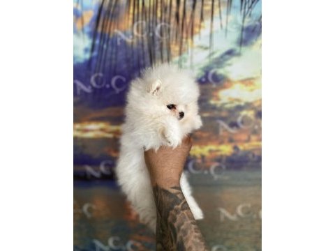 Teacup teddy bear garantili pomeranian