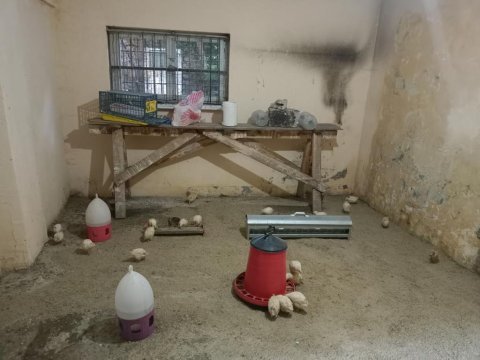 32 tane satılık bıldırcın