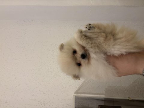 Pomeranian boo 1,5 aylık yavrularımız