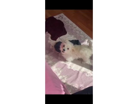 Maltese terrier 3 aylık