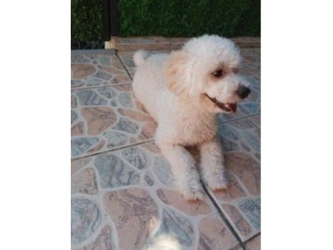 9 aylık maltipoo oyuncu yavrum yeni yuvasını arıyor