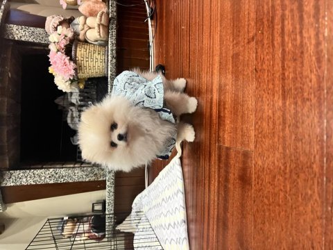 2 aylık ilk aşıları yapılmış pomeranian