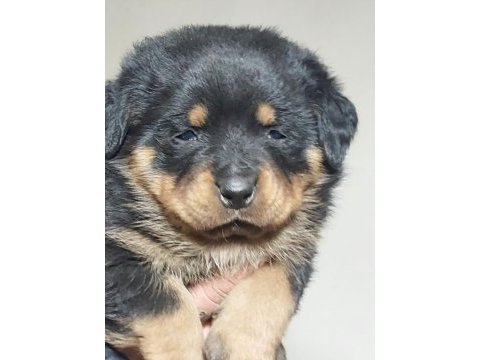 Orjinal macar rottweiler
