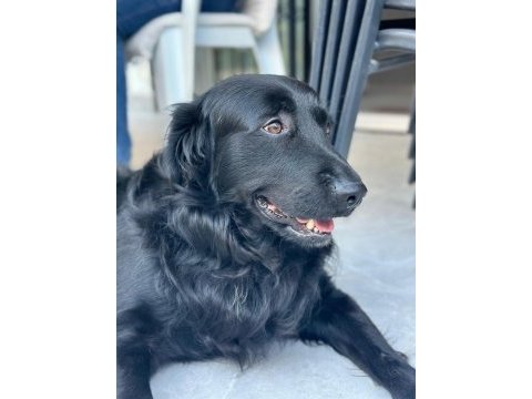 Acil yuva paşa ömürlük golden retriever sahibini arıyor