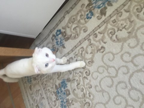 Kehribar ve mavi gözlü beyaz erkek scottish fold