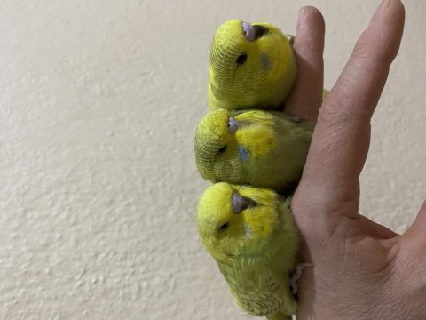 Ele alışık jumbo muhabbet kuşu yavru