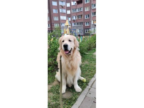 Safkan golden retriever bebekler