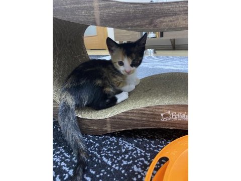 Gebzede yavru kedi