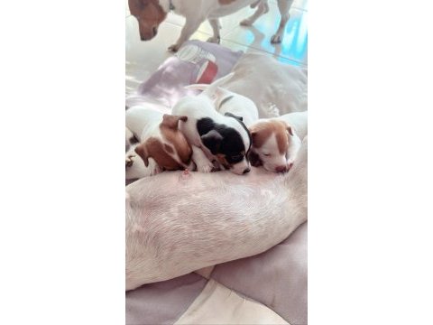 Jack russell kısa bacak (üretici vs değilim)