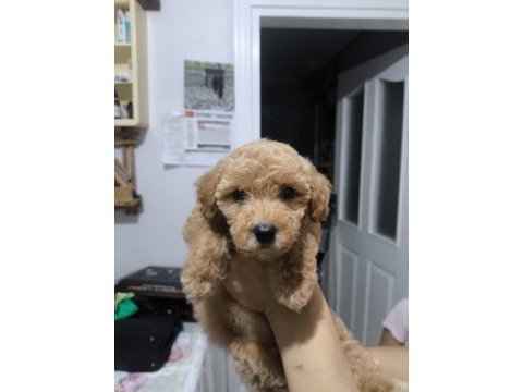 3.5 aylık safkan toy poodle
