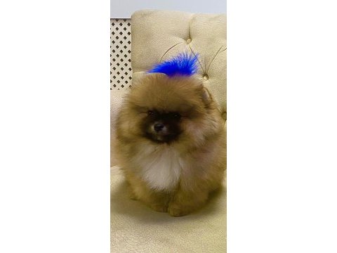 Yavru pomeranian boo