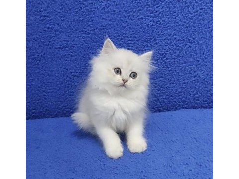 Longhair ponçik yeni yuvasına gitmeye hazırdır