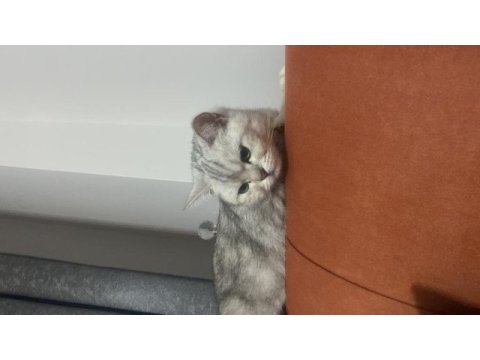 Güzeller güzeli sevecen straight kedimi sahiplendiriyorum