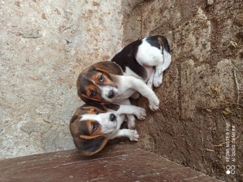 Elizabeth beagle köpeği bebekleri