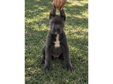 Harika anatomi cane corso yavrular