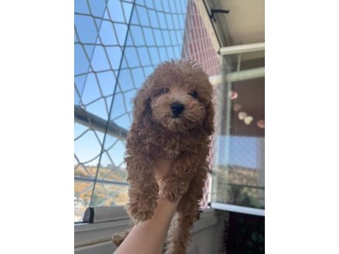0 numara toy poodle 2 aylık erkek