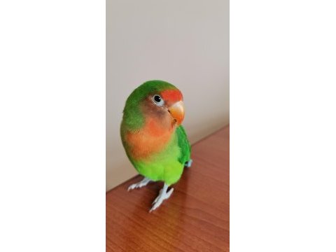 Erkek cennet (sevda) papağanı