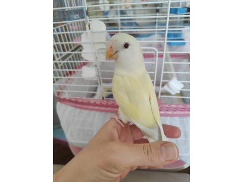 Uysal erkek cremino sevda papağanı