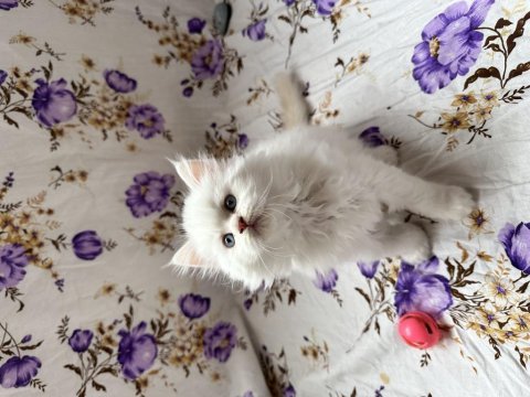 İran chinchilla yavrular