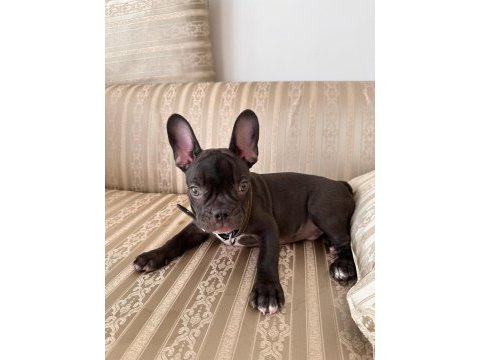 Erkek fransız bulldog yavrumuz yeni yuvasını arıyor