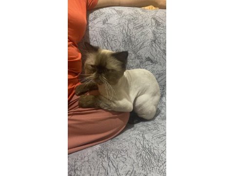 Chinchilla kısır değil erkek sahiplendirilecektir
