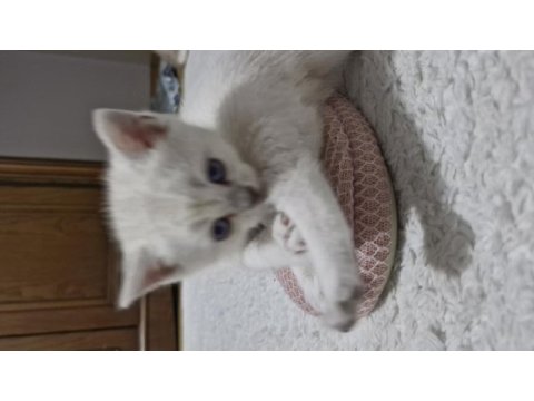 Bursa yavru british shorthair kedimiz
